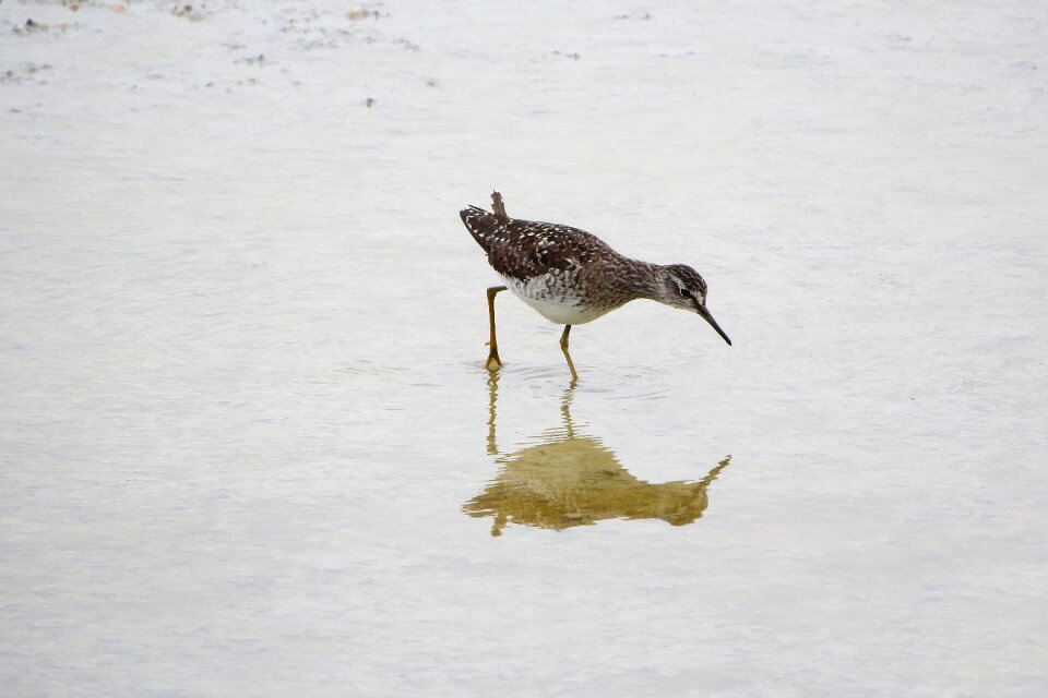 Sandpiper water bird scolopacidae