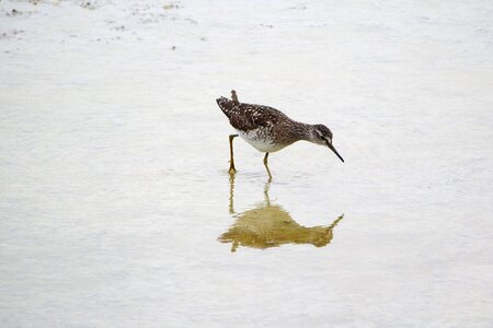 Sandpiper water bird scolopacidae