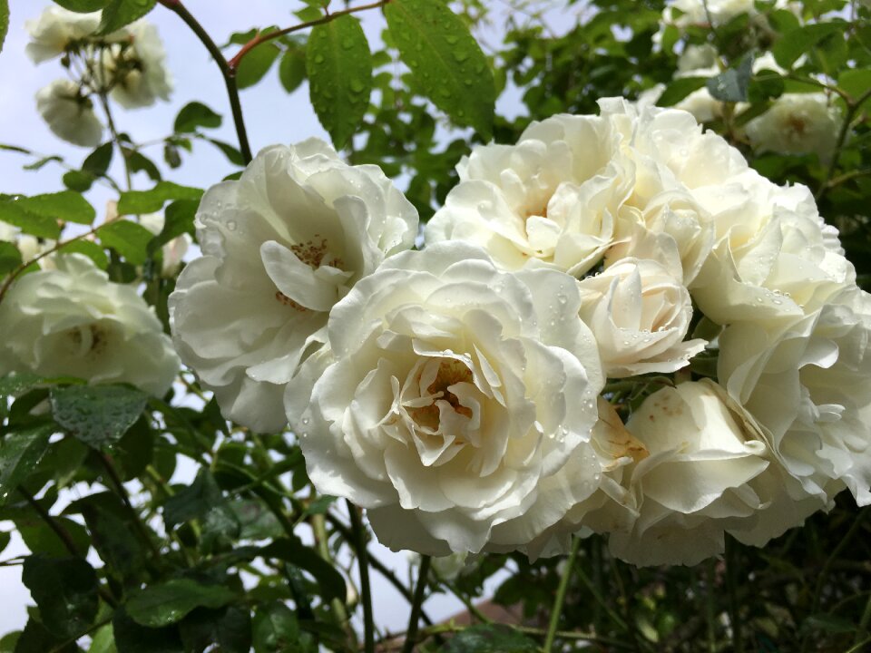 White spring garden