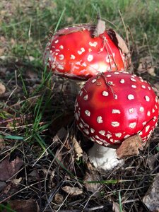 Unpleasant mushroom poison amanita muscaria photo