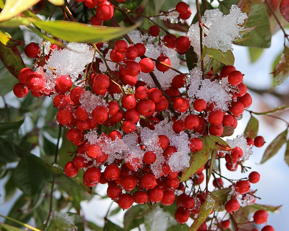 Snow ice crystals winter