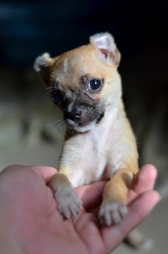 Indoor cute pets