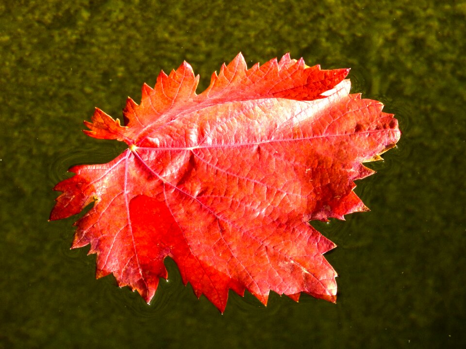 Red leaf vine leaf water