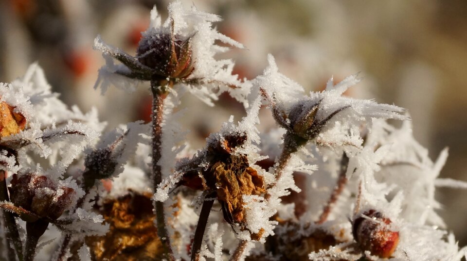 Bloom plant winter