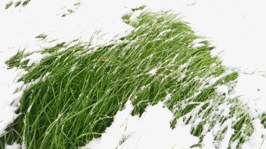 Green grass cold frozen