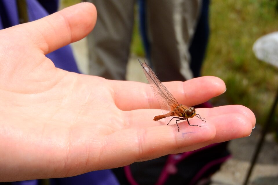 In your hands winged insects viscous