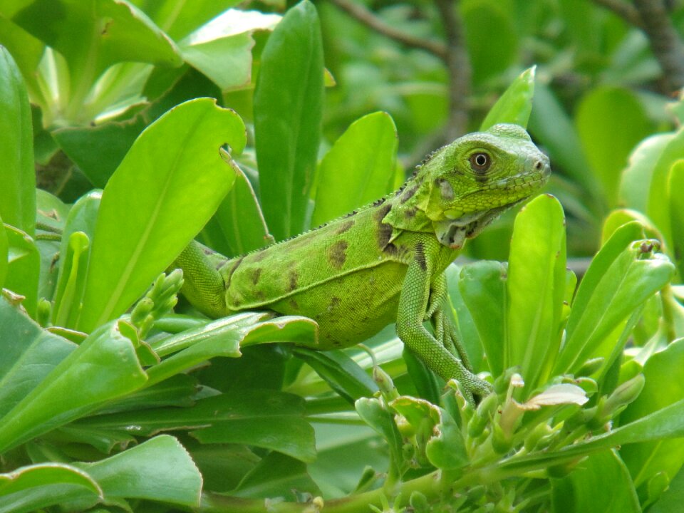 Nature beast netherlands antilles