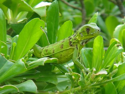 Nature beast netherlands antilles