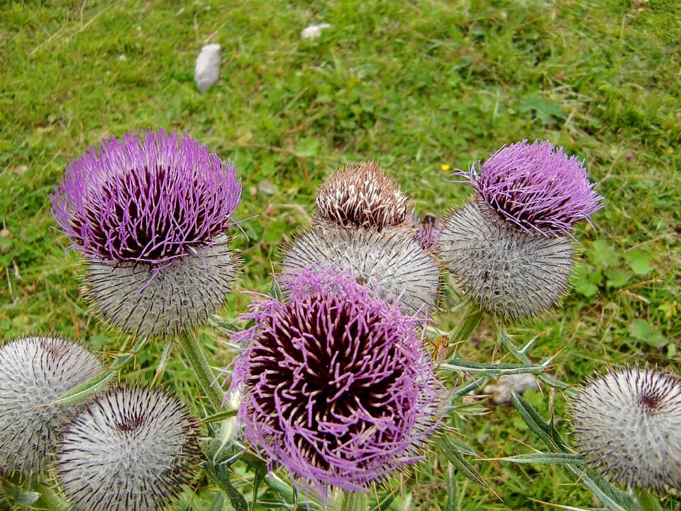 Wild flowers thistle blossom