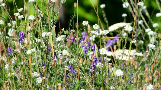 Meadow meadow flowers flowering meadow photo