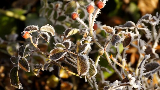 Plant winter snow photo