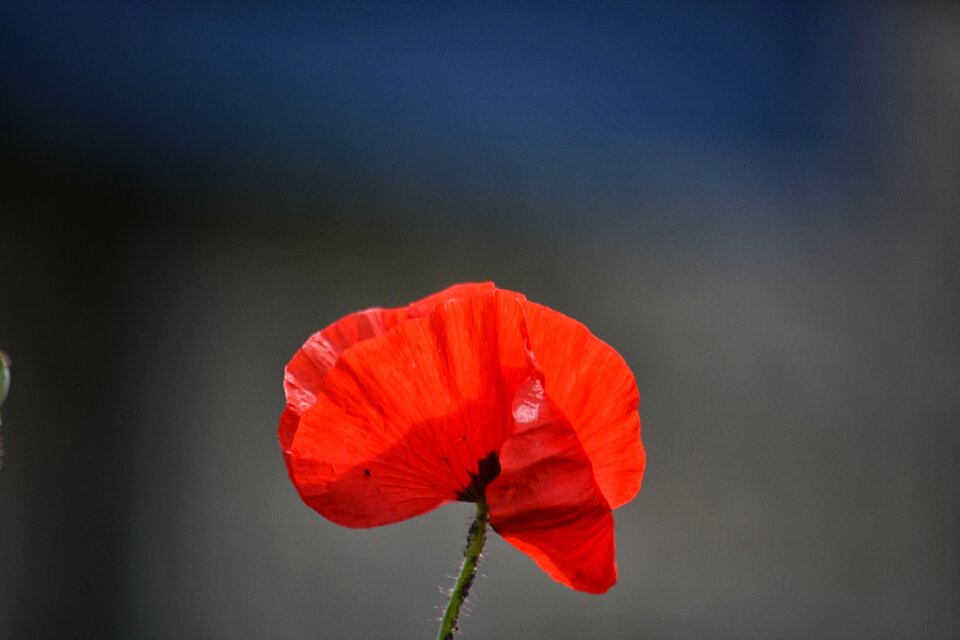 Wild flower red botany
