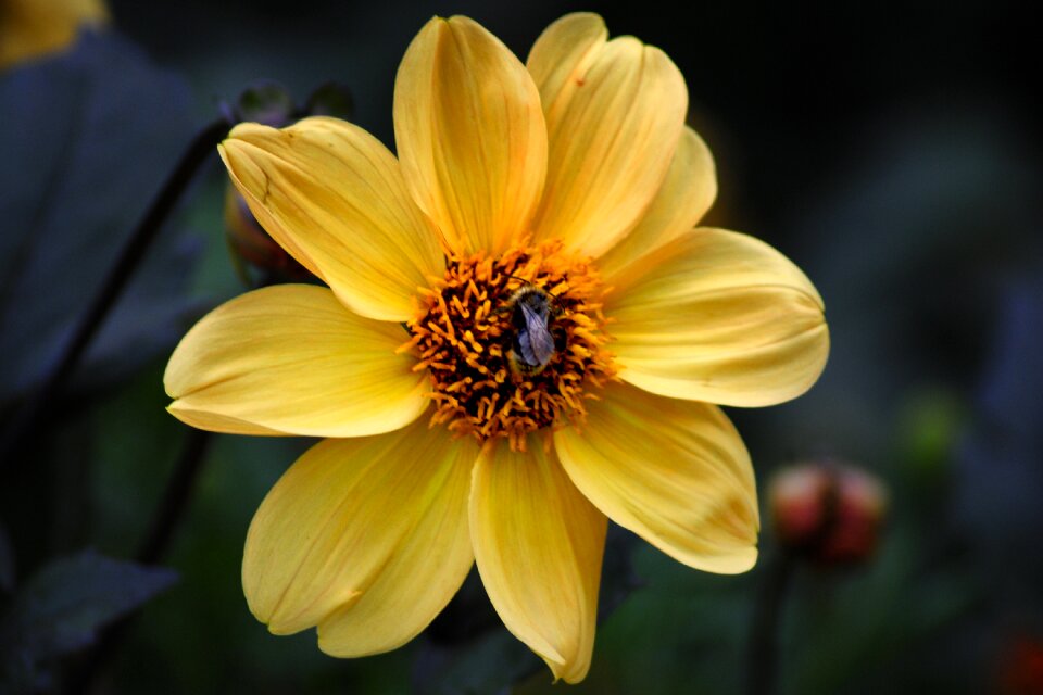 Autumn dahlias dahlia garden blossom