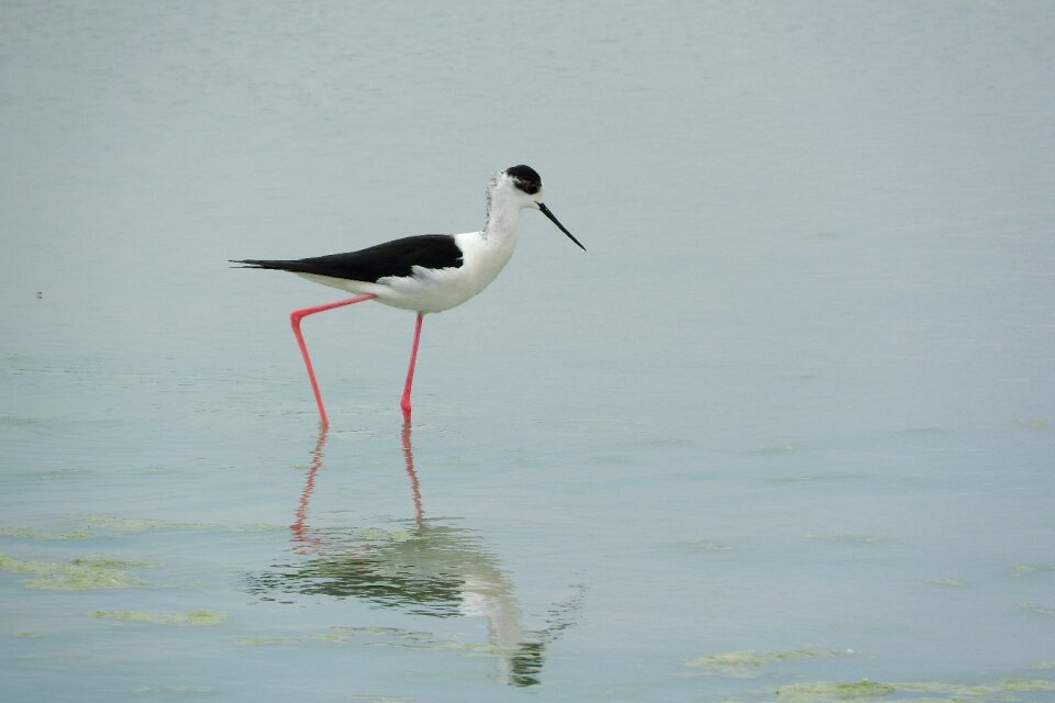 Wader water bird recurvirostridae