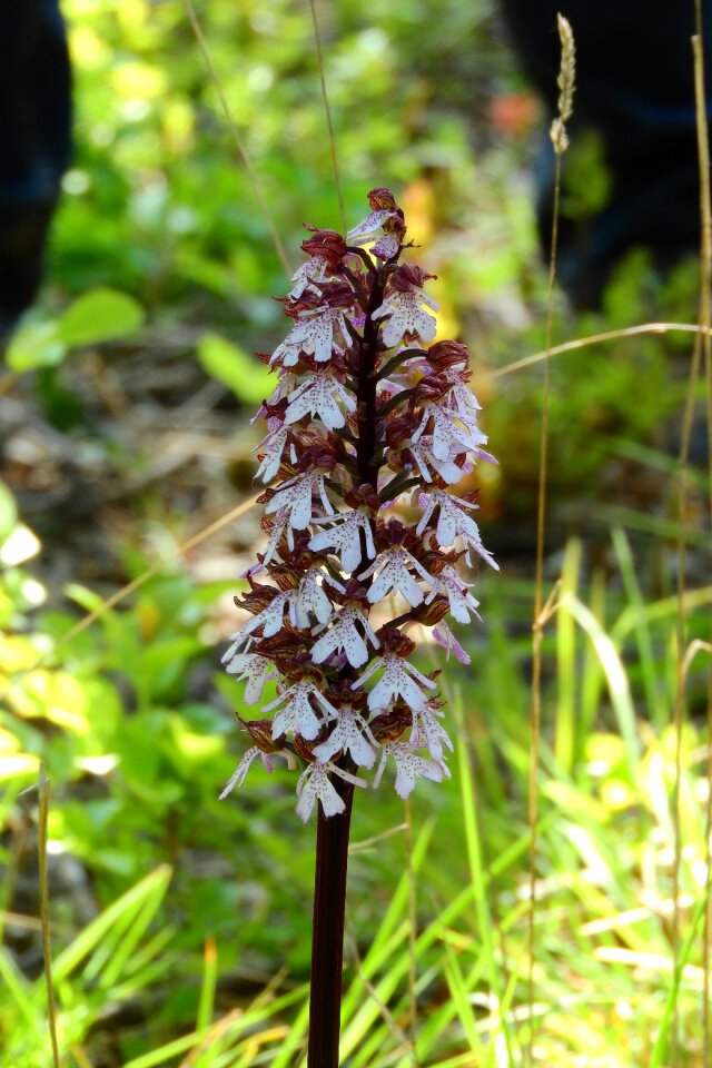 Meadow flowers protected species rare flowers