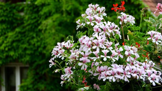 Geraniums balcony flowers blooming geraniums photo