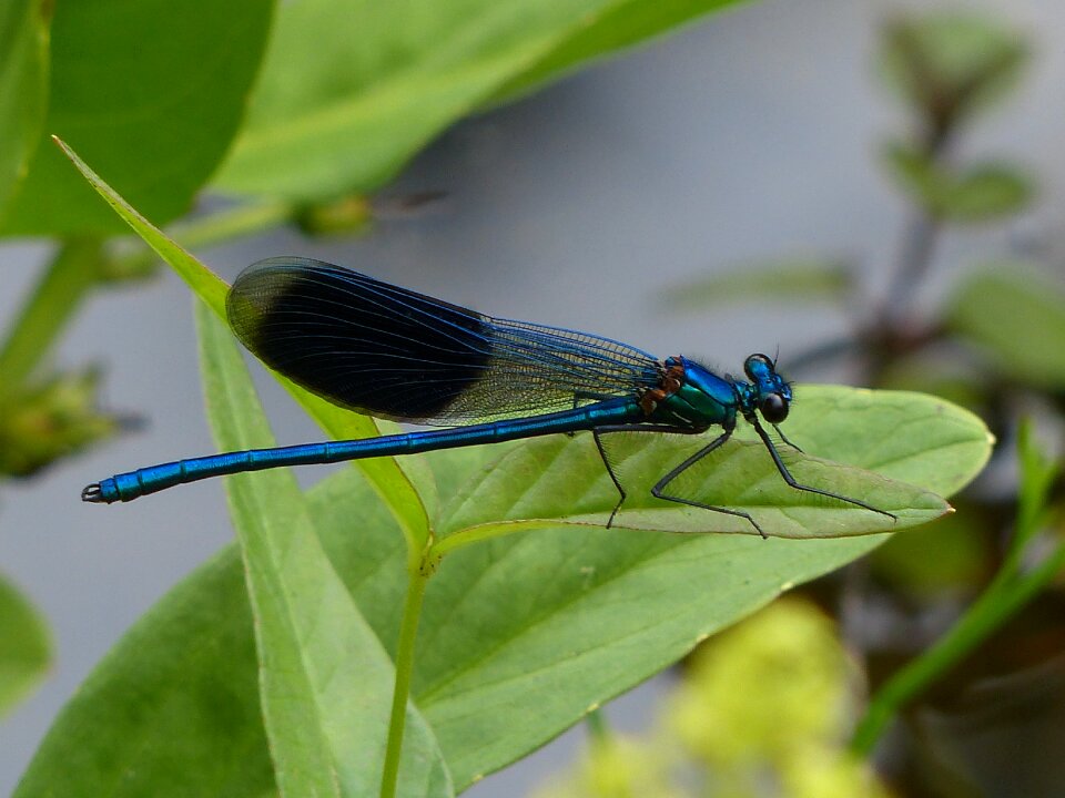 Nature blue banded demoiselle
