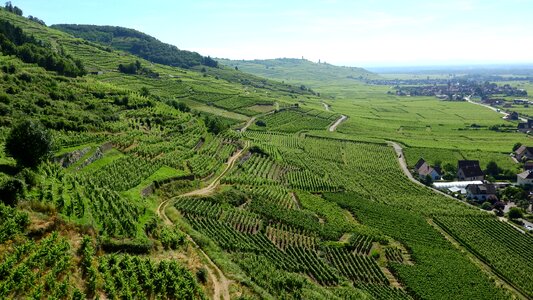 Vineyard grapevine viticulture
