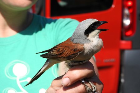 Singer shrike general bird