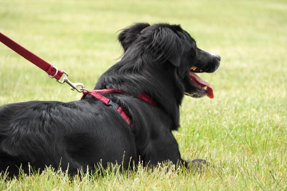 Collie black dog border collie