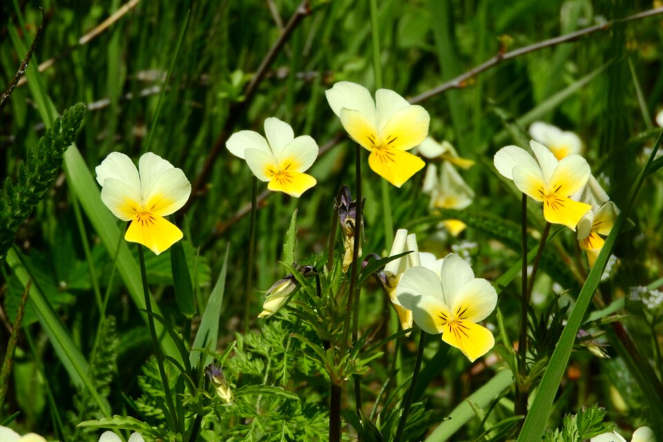 Viola viola arvensis yellow flowers