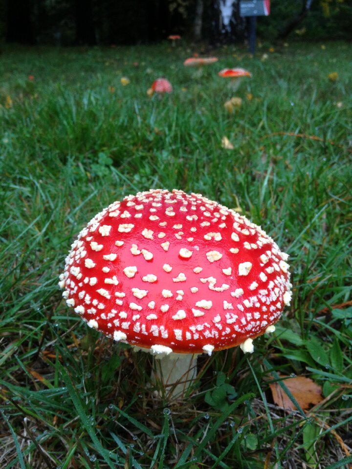 Red riding hood white dot hiv