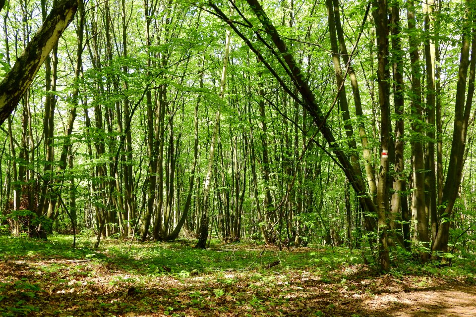 Forest devin moravia