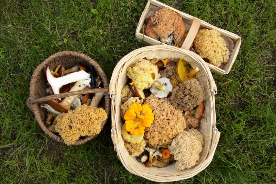 Basket mushroom basket forest mushroom