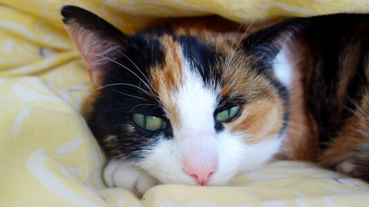 Lazy cat face lapjeskat