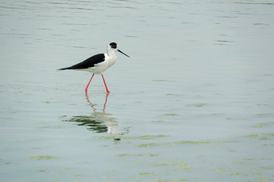Wader water bird recurvirostridae