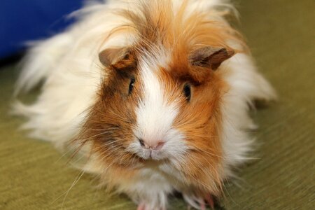 Guinea pig pet photo