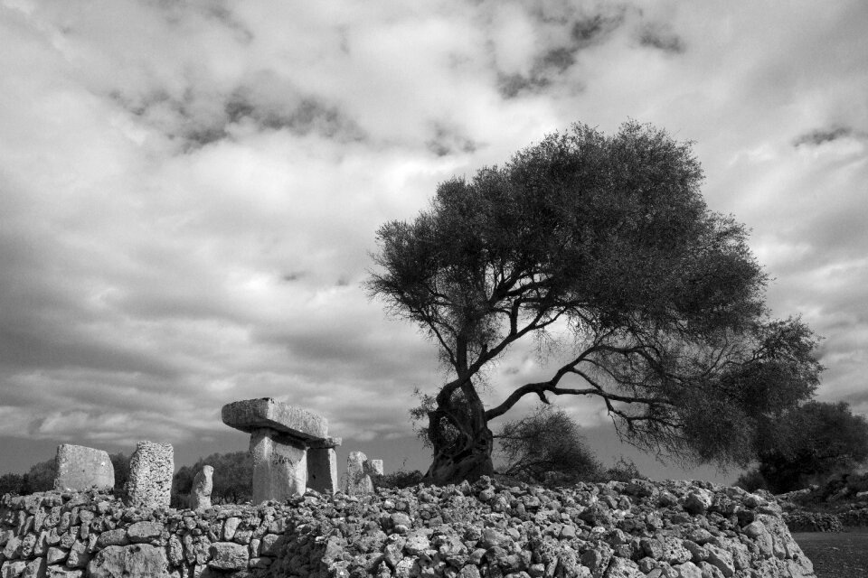Tree remains black and white