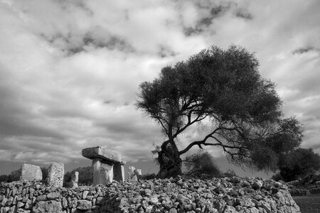 Tree remains black and white