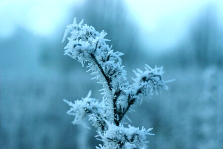 Cold hoarfrost frozen photo