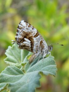 Butterfly butterfly of the geranium barrinadora dels geranis