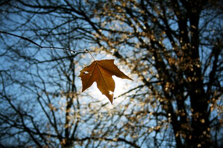 Forest tree nature photo