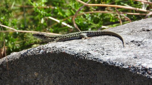 Podarcis muralis lizard alsace