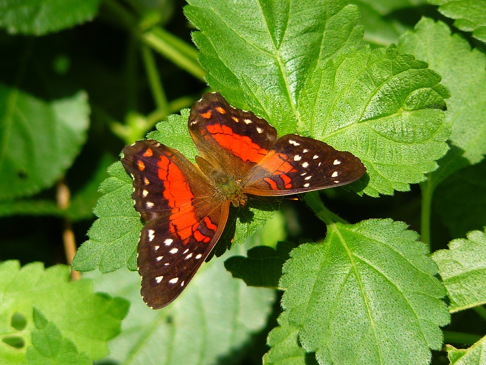 Animals butterflies fauna