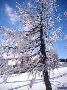 Cold wintry winter tree photo