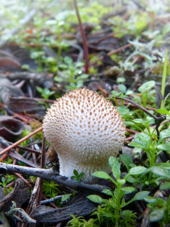 Mushroom forest autumn