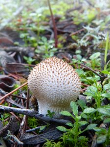 Mushroom forest autumn