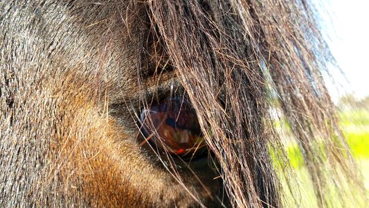 Animal brown mane photo