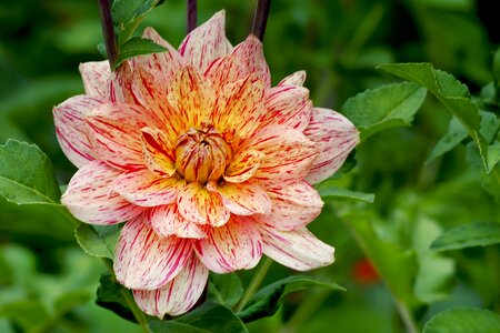 Autumn dahlias dahlia garden blossom photo