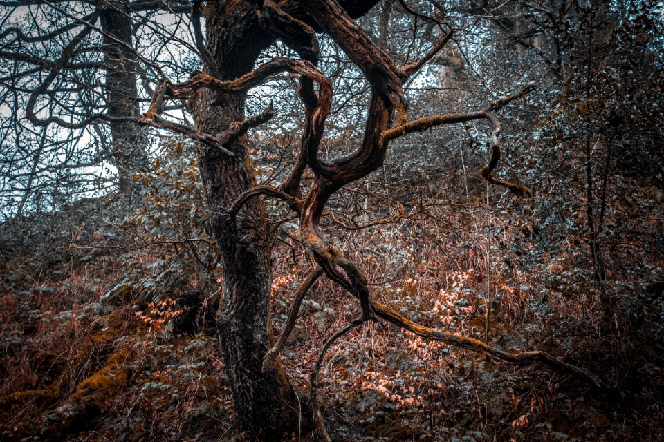 Wild winter autumn