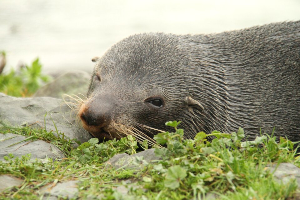 New zealand xie wildlife