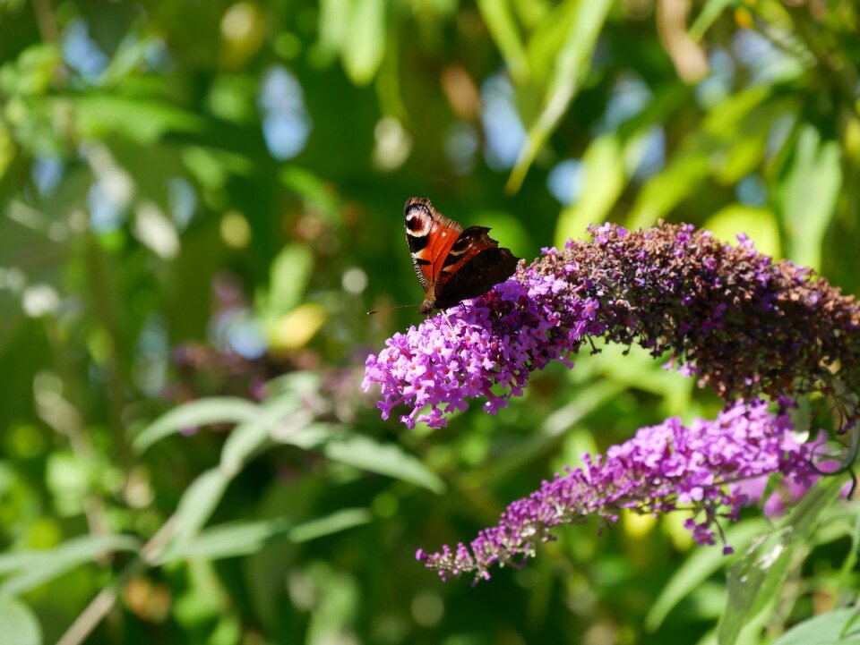 Nature summer blossom photo