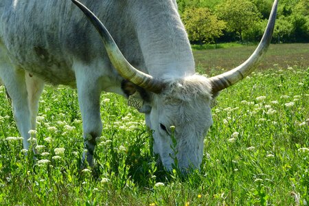 Cow hungary traditional breed