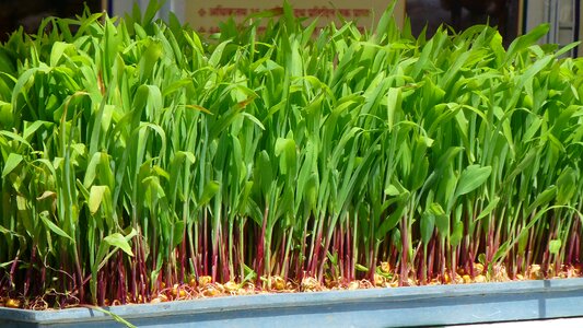 Tray young leaves market