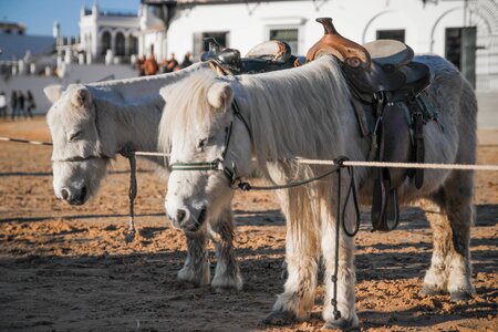 Animals hairy horse saddle