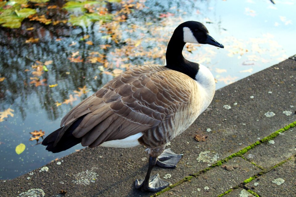 Goose water bird branta canadensis